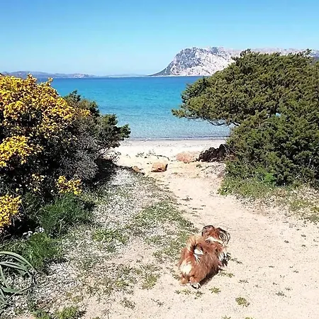 Frina Di Mari Monte Petrosu 4* San Teodoro (Sardinia)