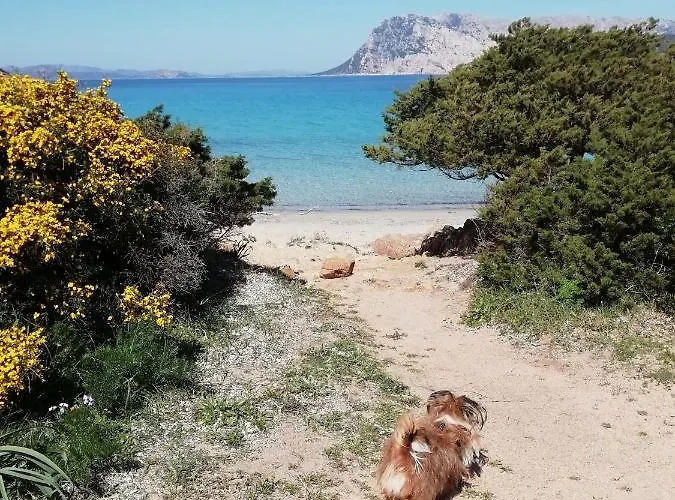 Frina Di Mari 4* San Teodoro (Sardinia)